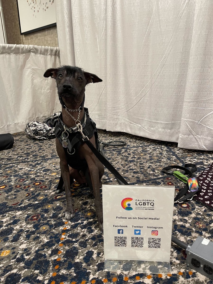 CALGBTQHealth's tweet photo. This week some of our Network team is joining the 40th annual @GLMA_LGBTHealth conference in SF! We hope you can stop by our table and say hi to the team, including our Director's services animal Xico! #GLMA22 https://t.co/H9zNmUZrZU