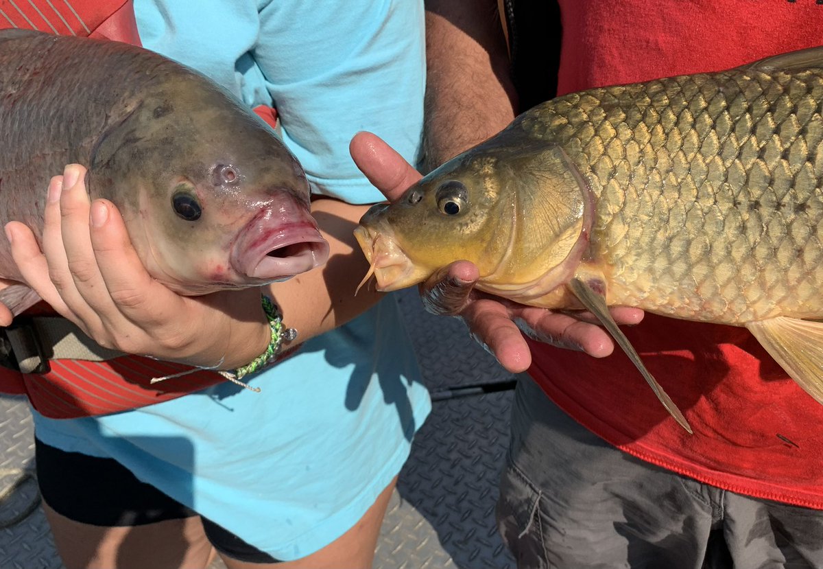 YOU SEE I'M AN INVASIVE SPECIES AND YOU'RE A NATIVE SPECIES BUT WE'RE OFTEN BOTH CONSIDERED INVASIVE. HOPEFULLY THINGS WILL CHANGE AS PEOPLE LEARN MORE ABOUT FRESHWATER FISH. IN FACT, NEW RESEARCH SHOWS YOUR SPECIES CAN LIVE FOR 127 YEARS!!! bit.ly/3EWyFKf