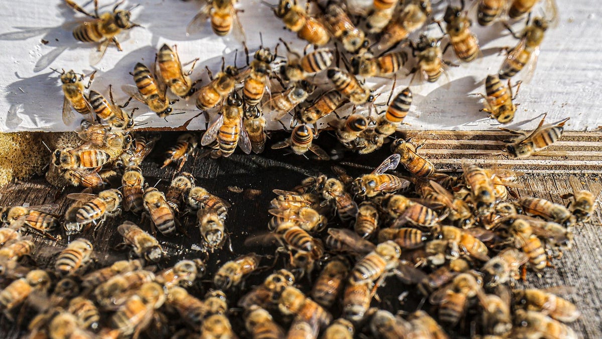 Gizmodo's tweet photo. Woman Allegedly Unleashed a Swarm of Angry Bees on Cops Serving Eviction Notice https://t.co/9MI2ALqJdm https://t.co/L5jePHMmtD