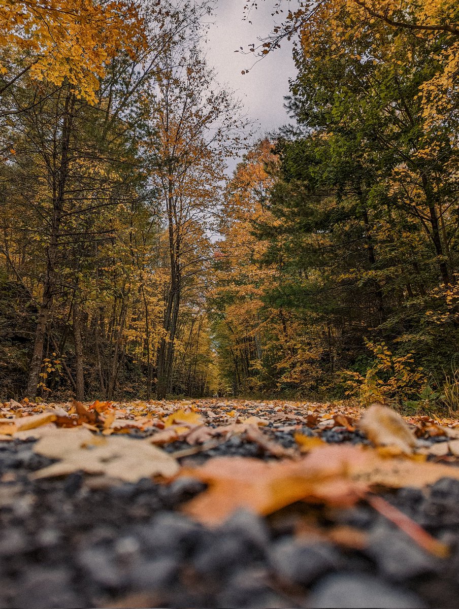 JoshuaBane's tweet photo. 🍁 Fall vibes 🍂
📸 #Pixel7Pro

#TeamPixelSummit #CampPixel #TeamPixel #GiftFromGoogle #ad @googlepixel_us https://t.co/FZpMB8xmjX