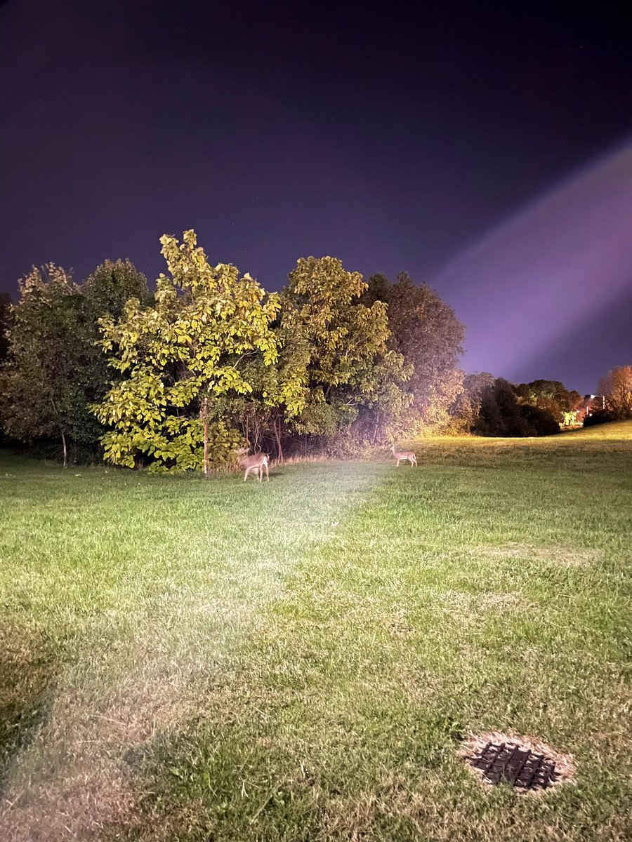 MattJKoe's tweet photo. Some deer at Anacostia Park (last night). I was as shocked to see them as they were me. #WashingtonDC https://t.co/5sDMtd49iB
