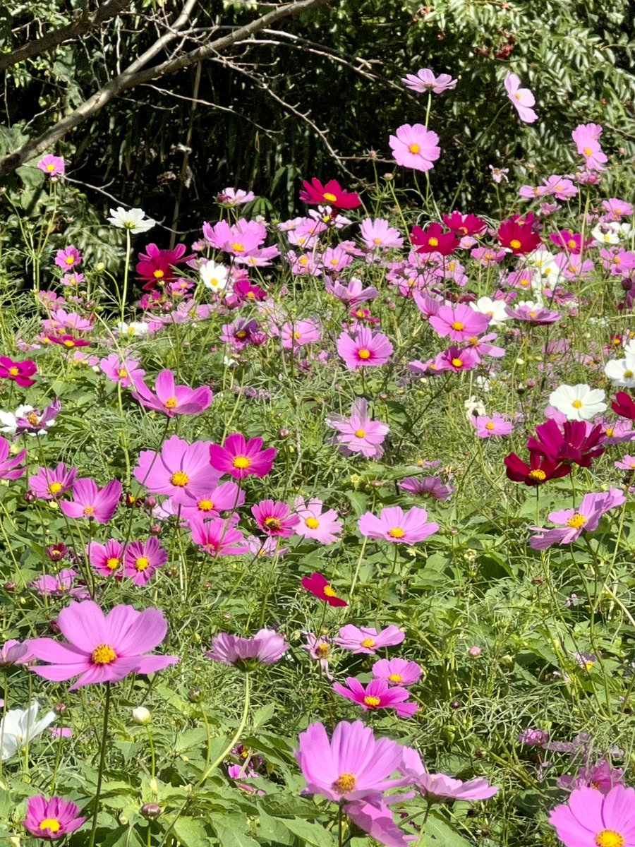 おはようございます🥰🌸🍀

昨日のスケッチは好天に恵まれて☀️
趣味にリフレッシュでした😊
絵は？？？😢🤔（笑）

木曜日。皆さん良い一日を💙🍀
仕事行ってきます💪😊
（熊本県南阿蘇村）
（あそ望（ぼう」の里）