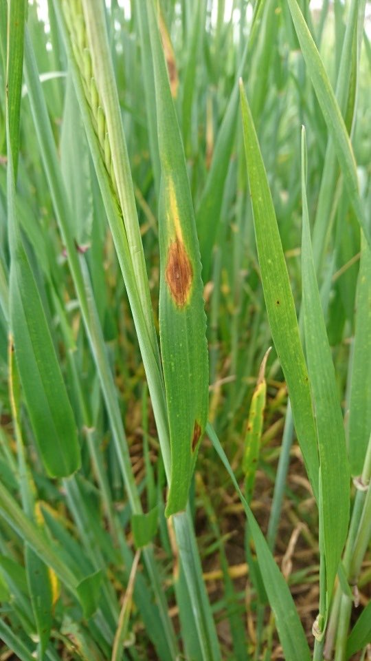 Wirrega blotch of barley caused by Pyrenophora wirreganensis.