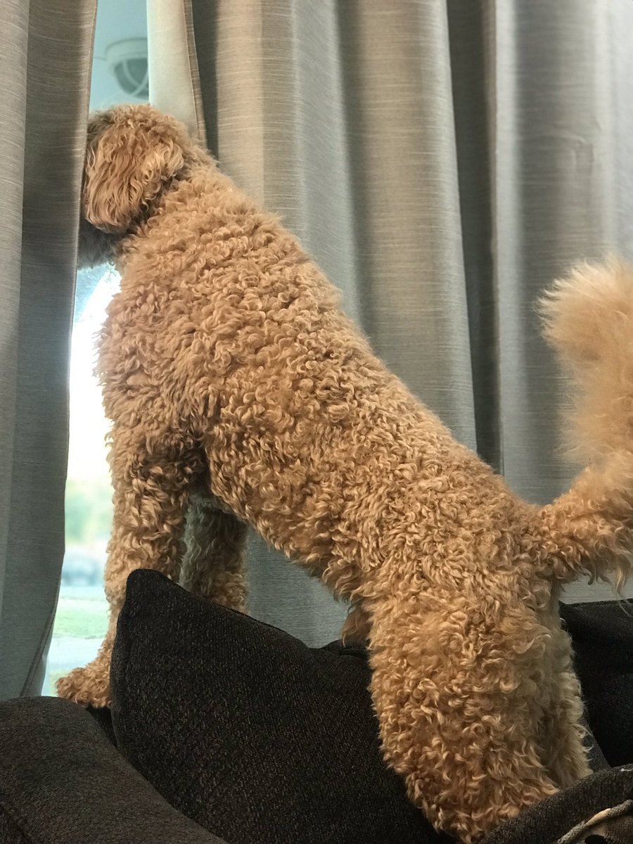 NolesFan23's tweet photo. Banks on guard #FluffMan https://t.co/ervceRcslo