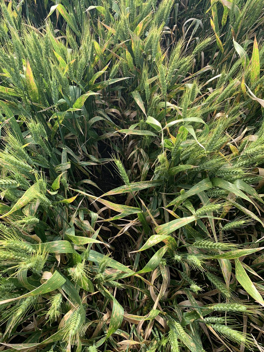 Rockstar wheat without fungicide compared to one fungicide within first week of stripe rust being detected. A good example of how important fungicide timing can be for stripe rust control.