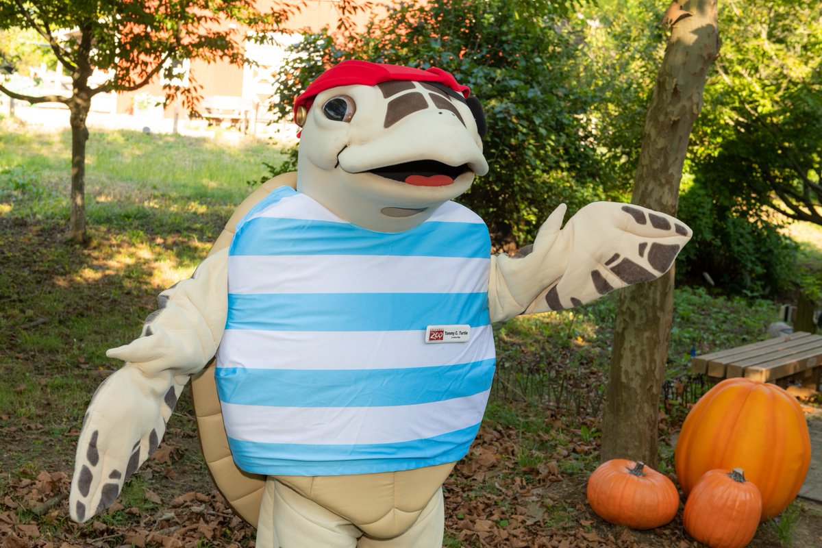 🍭🍫Tommy C. Turtle’s Trick or Treat Trail will have plenty of treats for the little ones! Make a stop at one of our 13 treat stations located in Adventure Cove, around Conservation Lake, and throughout Asia Quest. Boo at the Zoo is presented by @Wendys. bit.ly/3AsstG4