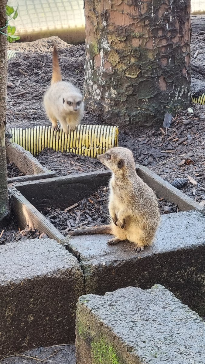 Wells House Wexford tweet media