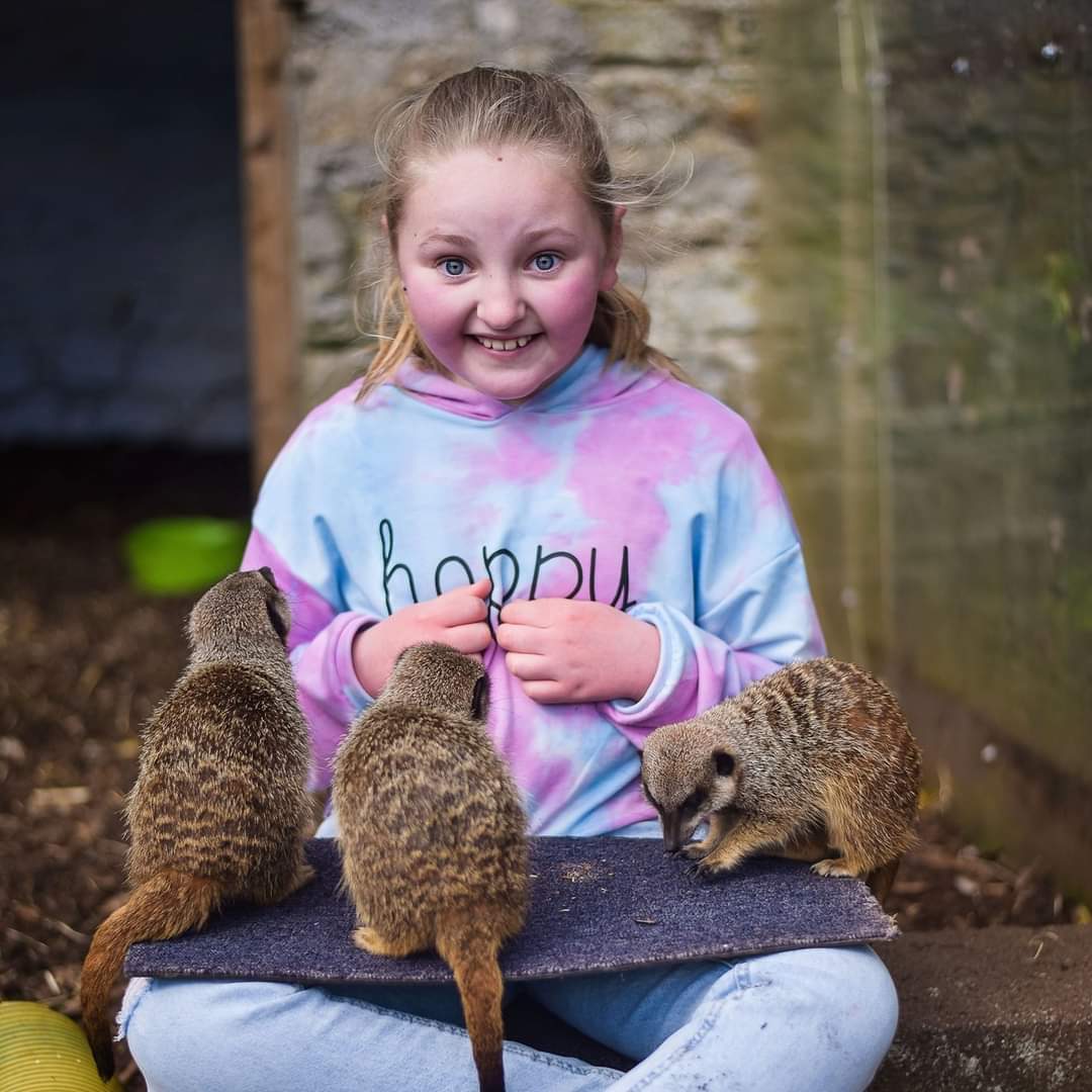 Wells House Wexford tweet media