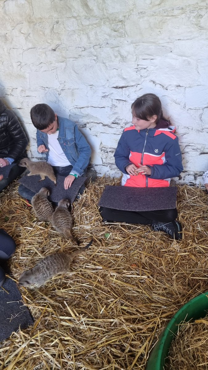 Wells House Wexford tweet media