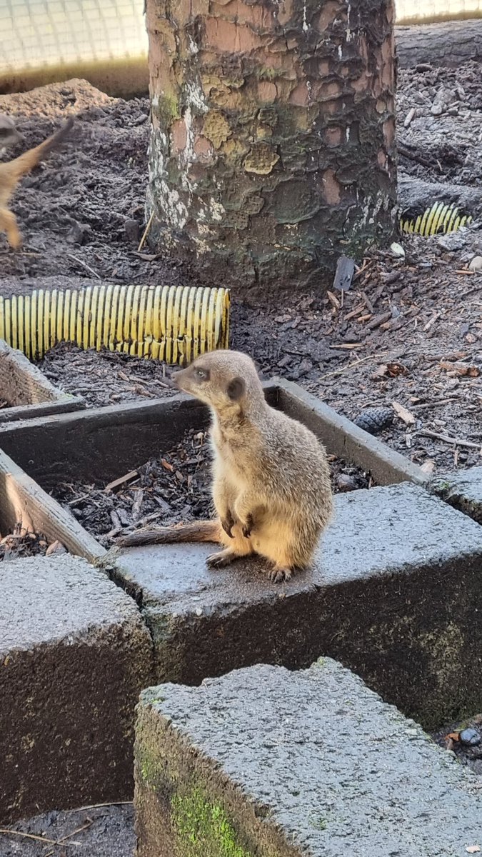 Wells House Wexford tweet media