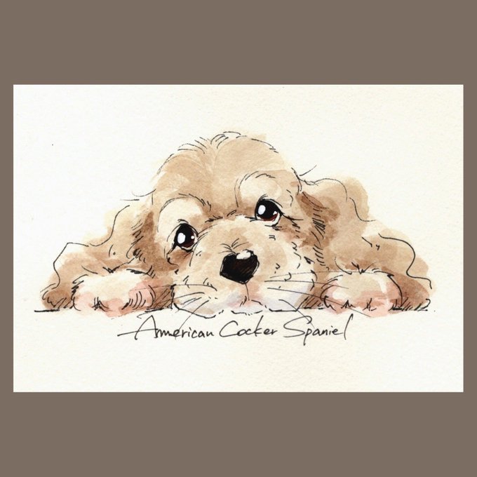 アメリカンコッカースパニエルのtwitterイラスト検索結果 アメリカンコッカースパニエルのtwitterイラスト検索結果