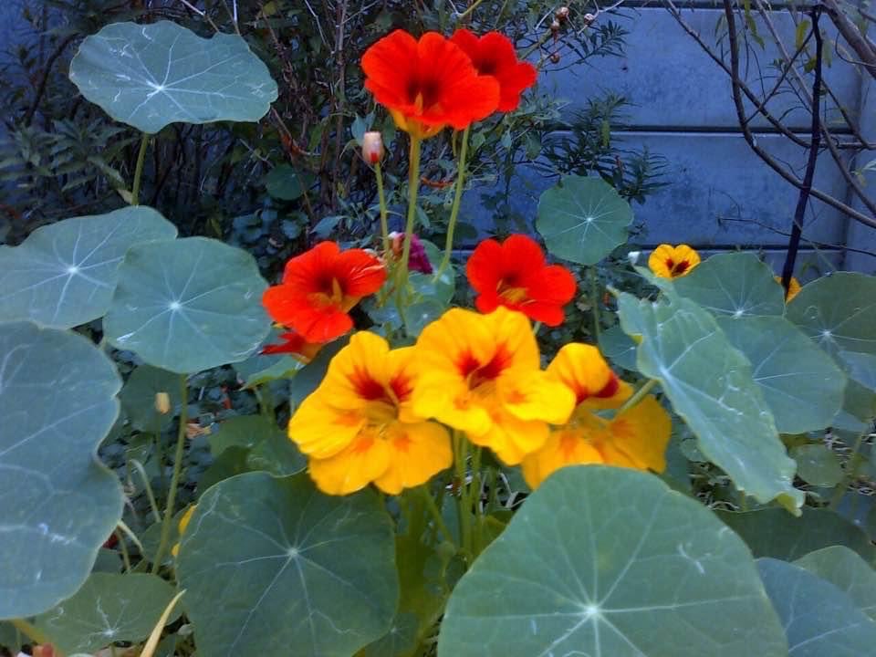 These are definitely going out with a bang! #nasturtiums #flowers #gardening