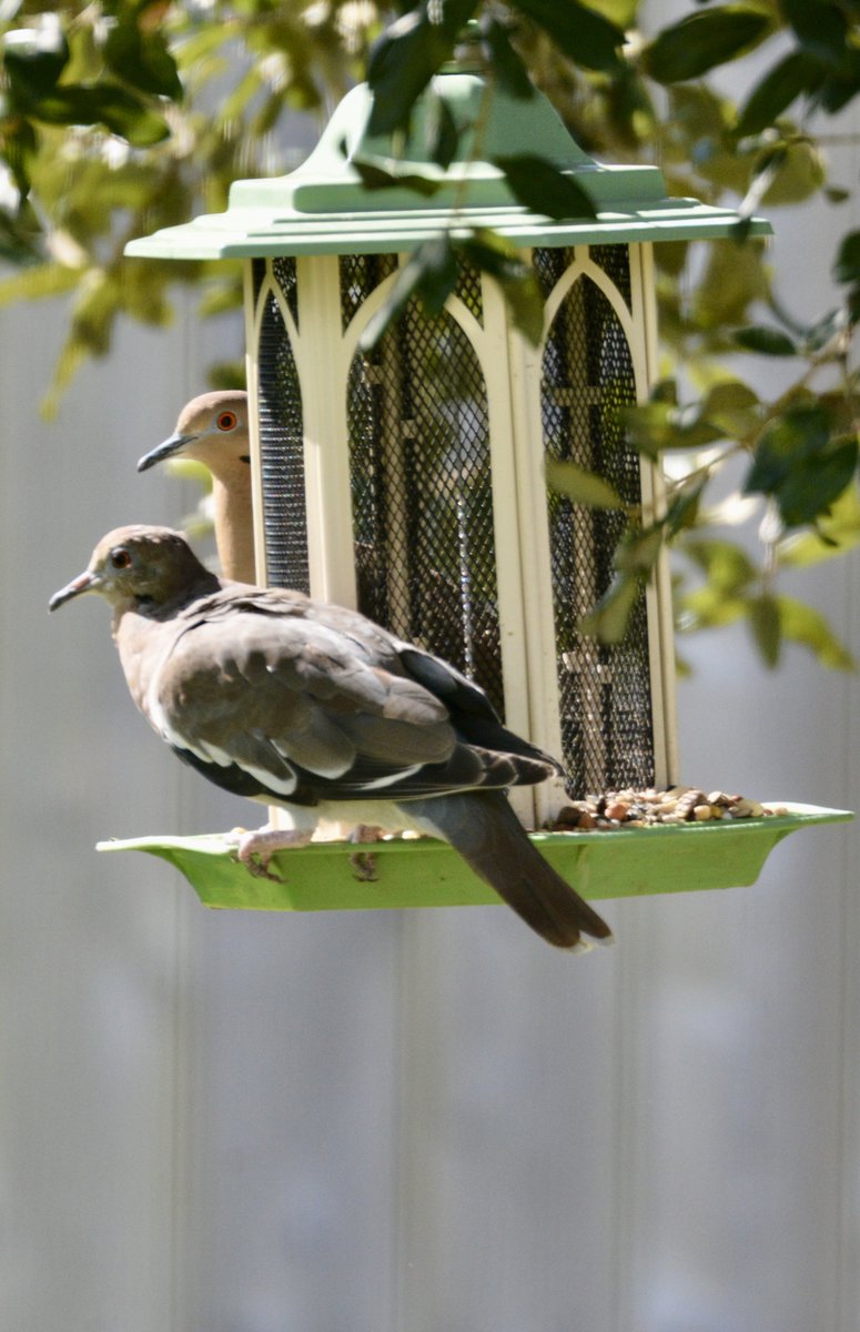 DarrelynSaloom's tweet photo. A pair of white-winged doves at the feeder today. #backyardbirds #whitewingeddoves #octoberlight https://t.co/SIHuymqfPq