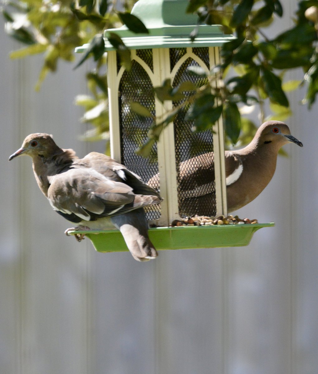 DarrelynSaloom's tweet photo. A pair of white-winged doves at the feeder today. #backyardbirds #whitewingeddoves #octoberlight https://t.co/SIHuymqfPq