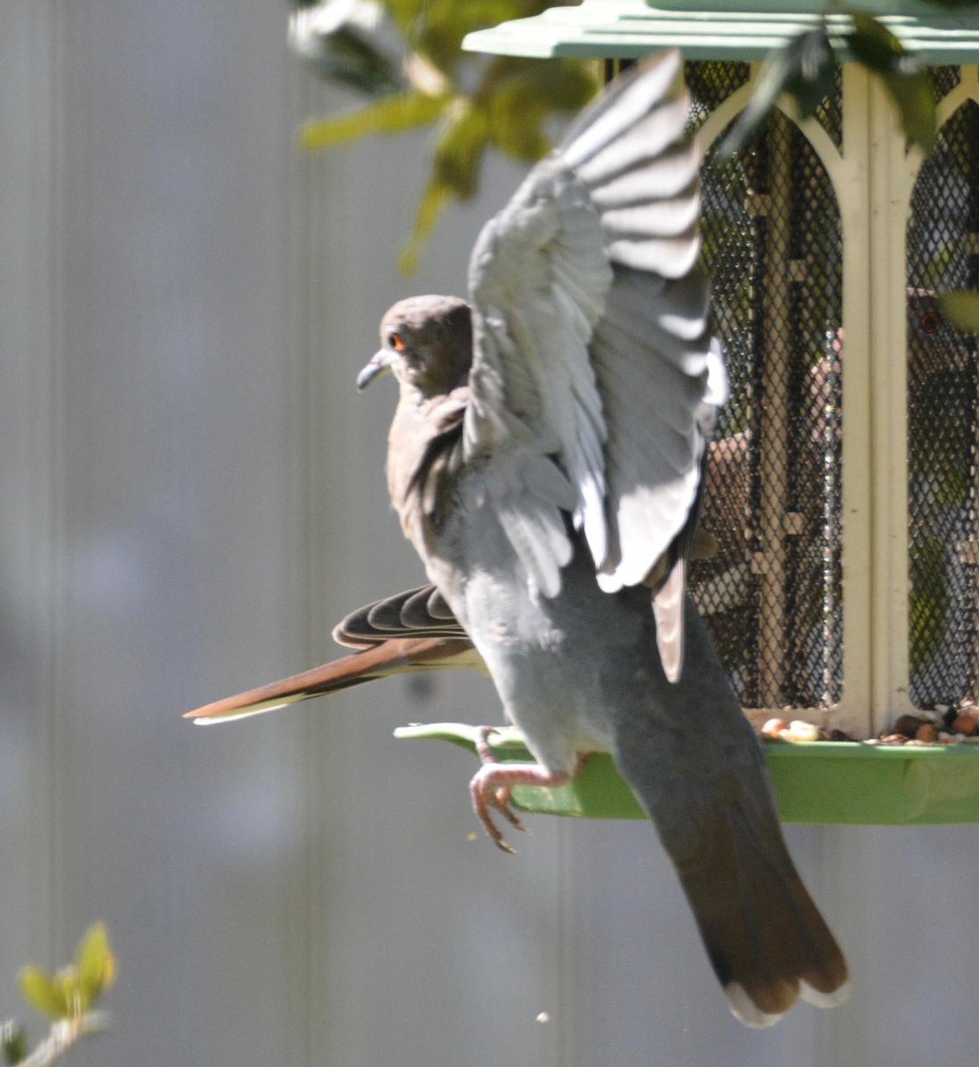 DarrelynSaloom's tweet photo. A pair of white-winged doves at the feeder today. #backyardbirds #whitewingeddoves #octoberlight https://t.co/SIHuymqfPq