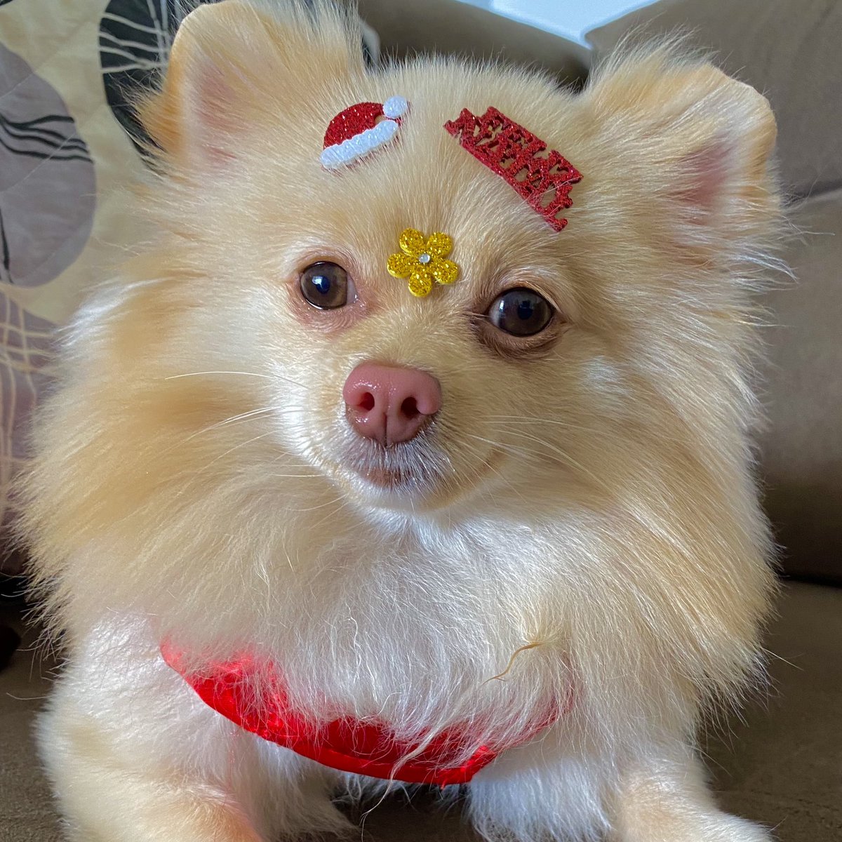 choquei's tweet photo. 🚨VEM AÍ: Pílula que promete prolongar a vida dos cães estão em fase de teste e estarão prontas para consumo até 2024. https://t.co/q9UjK0amAD