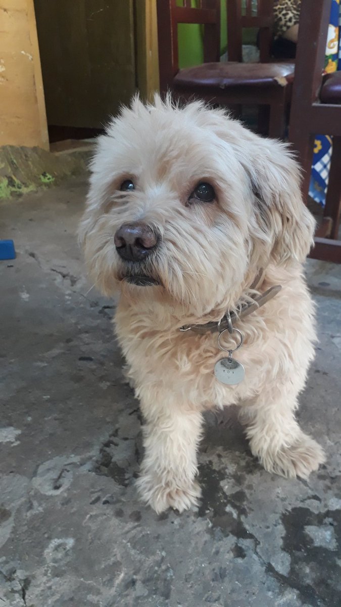 palodeescobaa1's tweet photo. Adiós, vaquero del espacio! Mi Toycito, mi primer bebé. Te acompañé hasta el último respiro así como vos tantas veces me acompañaste a lo largo de estos 15 años. Ojalá te reencuentres ahora con tu mamá humana... https://t.co/ZEoecKynlO