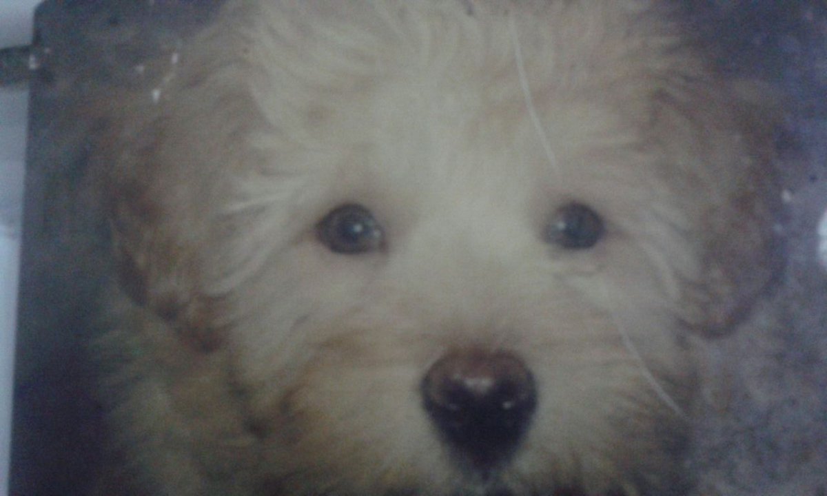 palodeescobaa1's tweet photo. Adiós, vaquero del espacio! Mi Toycito, mi primer bebé. Te acompañé hasta el último respiro así como vos tantas veces me acompañaste a lo largo de estos 15 años. Ojalá te reencuentres ahora con tu mamá humana... https://t.co/ZEoecKynlO
