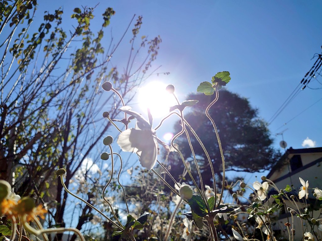 おはようございます😁

ぴかーっと太陽の郡山市

花瓶のお花をお皿に浮かべて
散歩行ったらマーガレット可愛いく咲いてました😁

本日も優しい時間を♡

＃福の空　
#空ネット