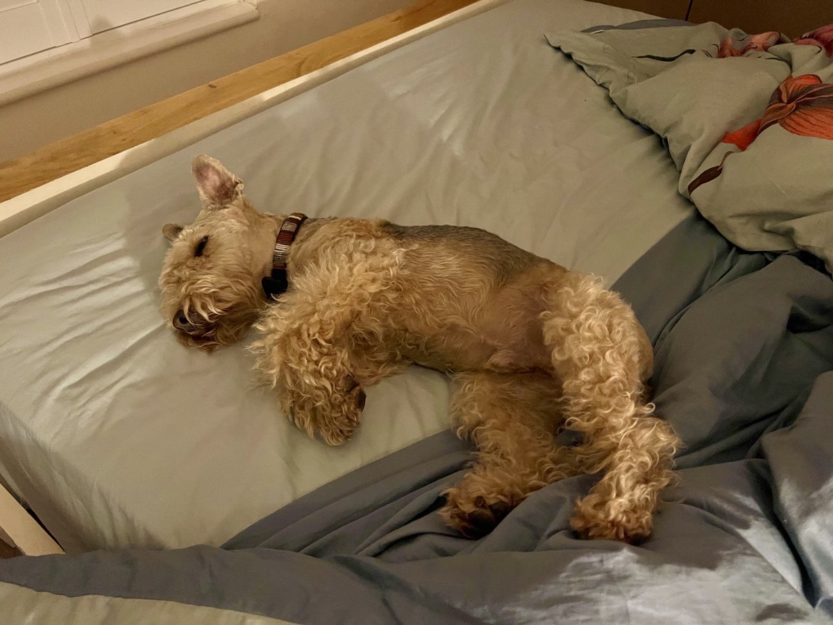 Time for Bed …… Said Bertie 😍😍
