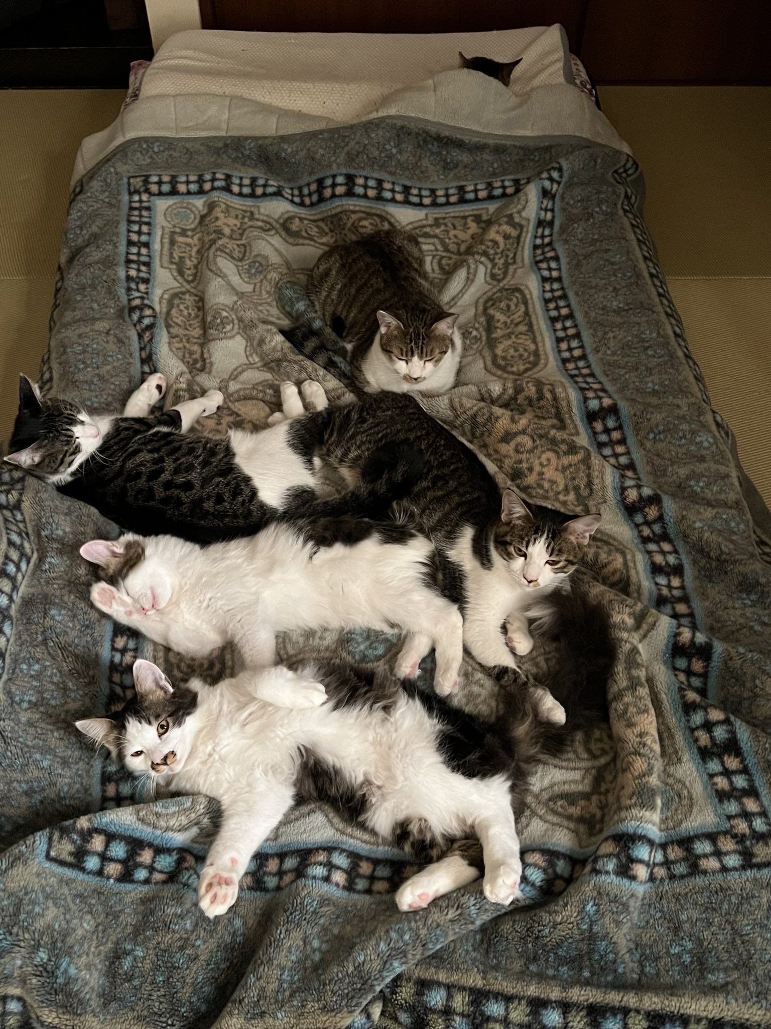 麻生みこと (asoumikoto) / Twitter