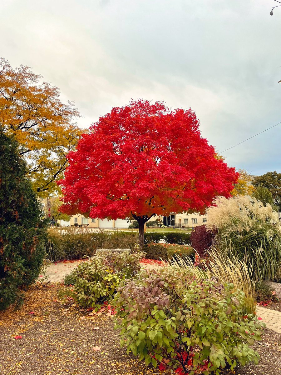 I would like to formally introduce everyone to my favorite tree