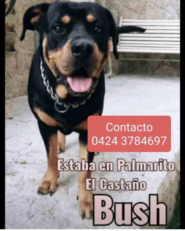 ARCAYATANIA's tweet image. Atención Maracay Palmarito se busca a Bush. Muchas Gracias y Bendiciones por difundir ❤️🙏🏻