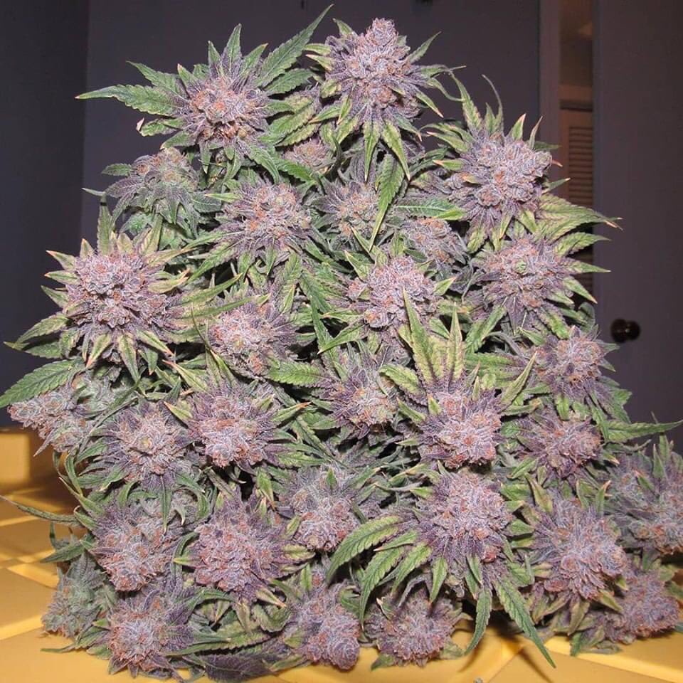 Citradelic sunset
👉🏻high420.shop