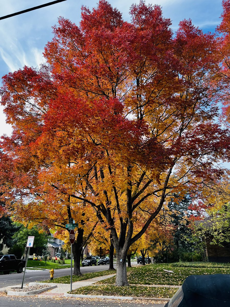 Divya14Verma's tweet photo. Such a vibrant colors of autumn. Surely this is the best autumn ever I have seen in Denver. 
#AutumnVibes #autumncolors https://t.co/2U9hMqAi8a