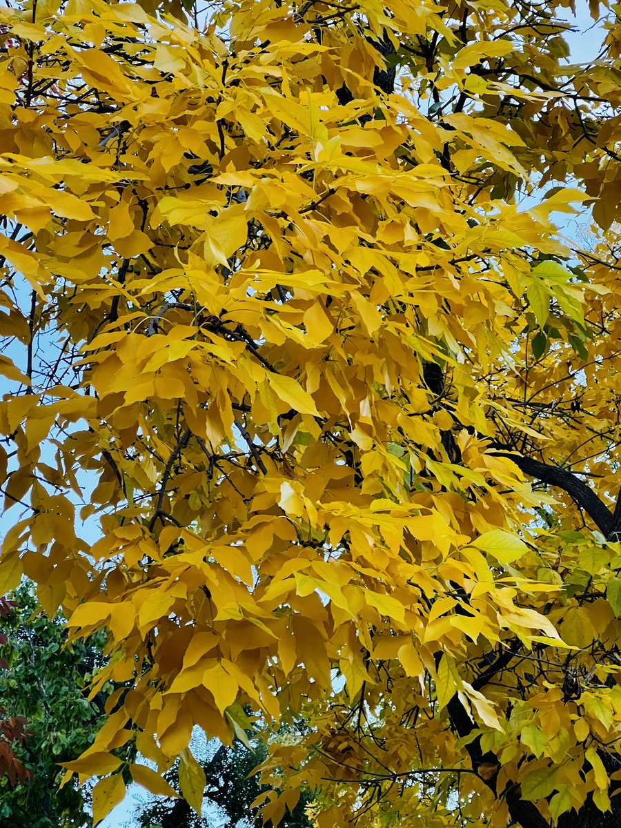 Divya14Verma's tweet photo. Such a vibrant colors of autumn. Surely this is the best autumn ever I have seen in Denver. 
#AutumnVibes #autumncolors https://t.co/2U9hMqAi8a