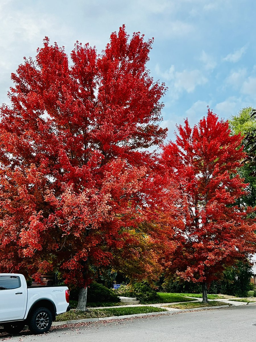 Divya14Verma's tweet photo. Such a vibrant colors of autumn. Surely this is the best autumn ever I have seen in Denver. 
#AutumnVibes #autumncolors https://t.co/2U9hMqAi8a