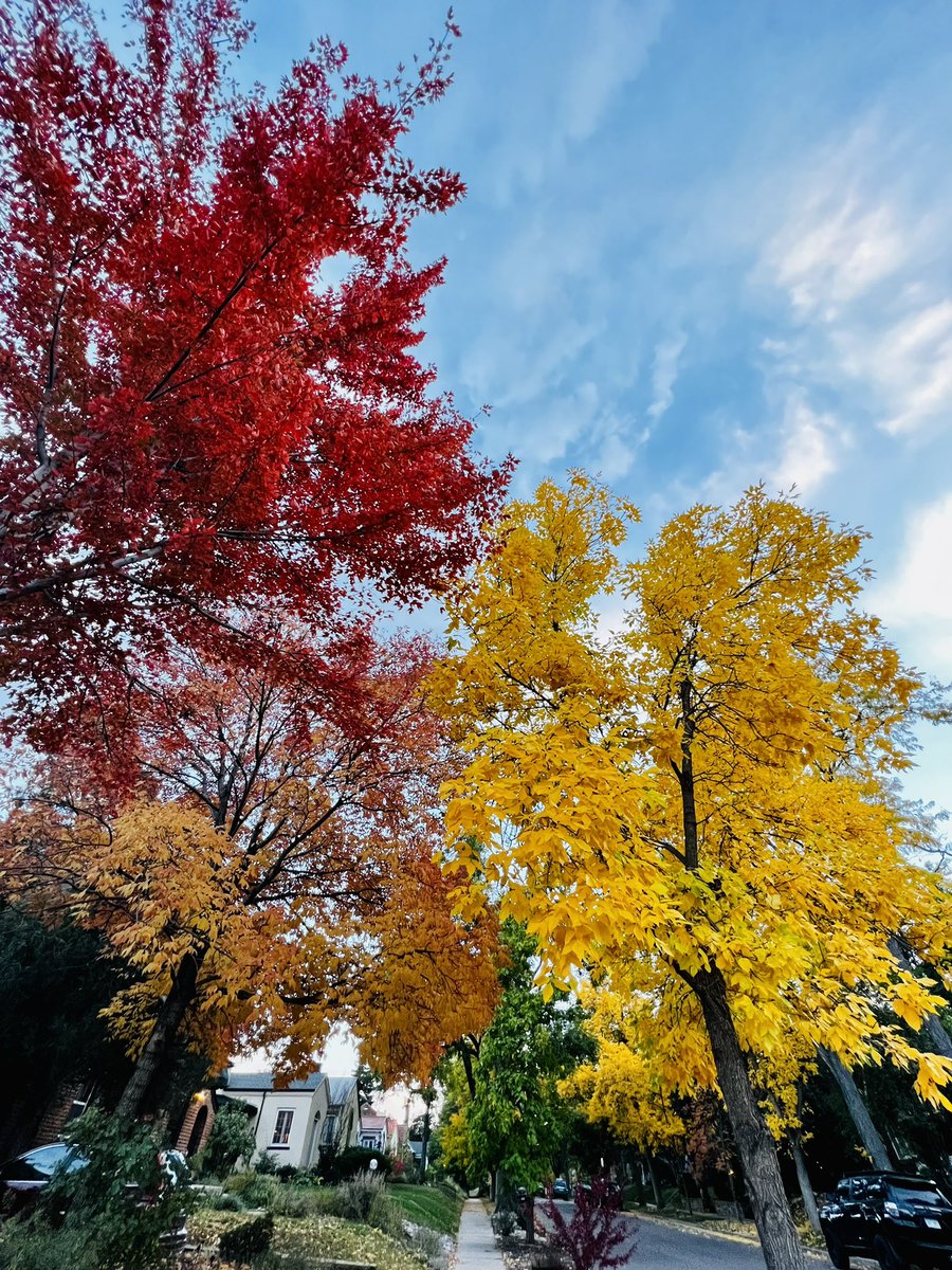 Divya14Verma's tweet photo. Such a vibrant colors of autumn. Surely this is the best autumn ever I have seen in Denver. 
#AutumnVibes #autumncolors https://t.co/2U9hMqAi8a