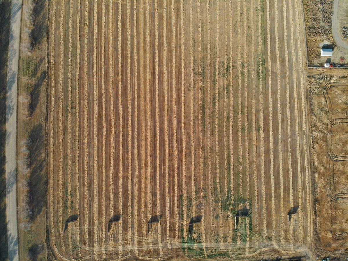 obiohadurunna's tweet photo. The paddocks for #WinterSwathgrazing2 #ForageBlends #Oats @LakelandCollege @LakelandFarm @RDARAlberta @albertabeef @UnionForage @kathy_a_larson @grassncows https://t.co/hYebiVDzeS