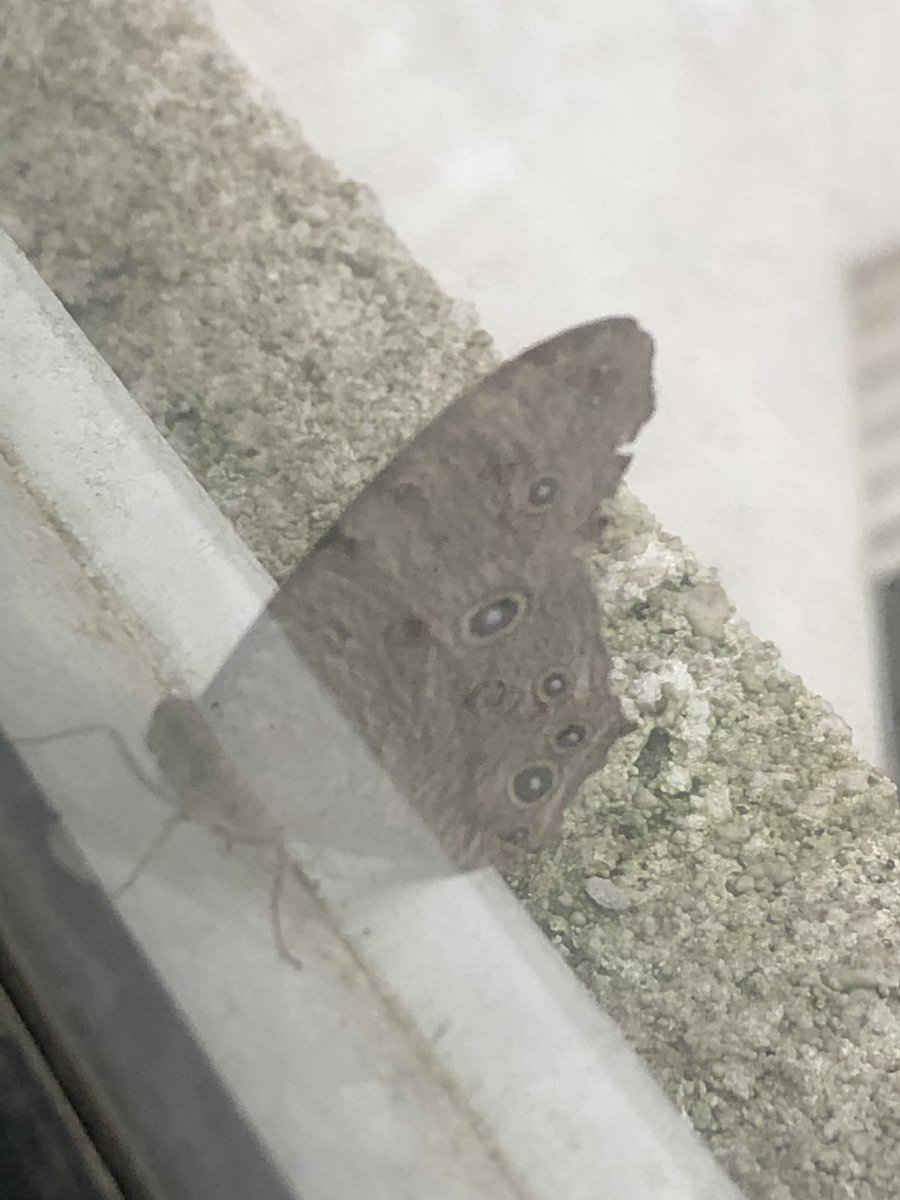 vrundavs's tweet photo. Taking shelter from rainstorms….
#windowstories
To live is to survive 🦋
#morningthings #vrupix https://t.co/P2GhxqjMP3