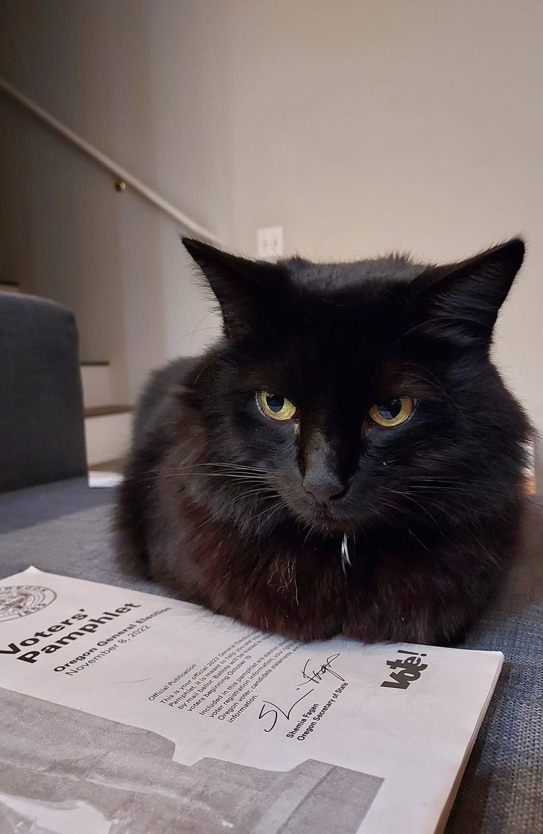 koa_mano's tweet photo. My furry #teacher ‘s assistant, Wednesday Addams, is telling you to #VOTE on Election Day. https://t.co/yFTapkTHfp