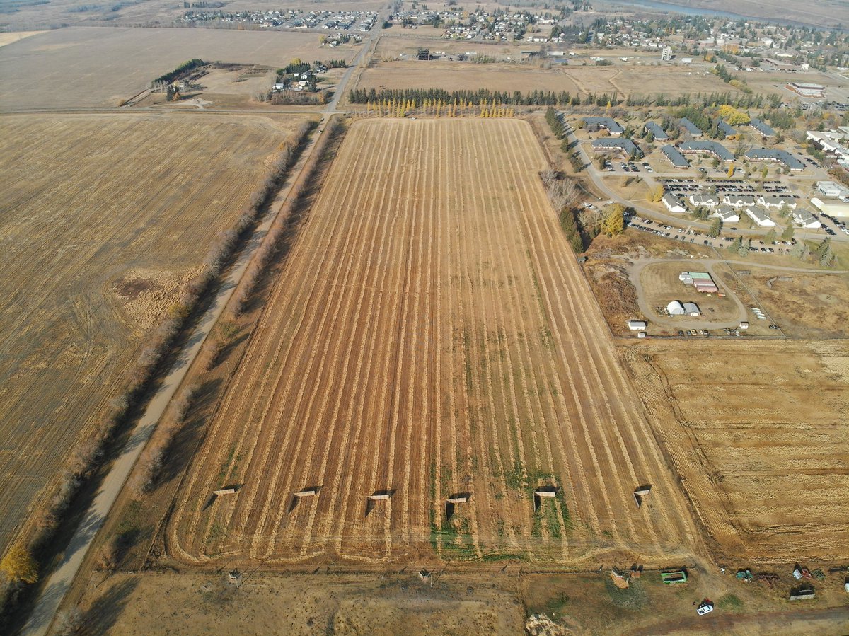 obiohadurunna's tweet photo. The paddocks for #WinterSwathgrazing2 #ForageBlends #Oats @LakelandCollege @LakelandFarm @RDARAlberta @albertabeef @UnionForage @kathy_a_larson @grassncows https://t.co/hYebiVDzeS