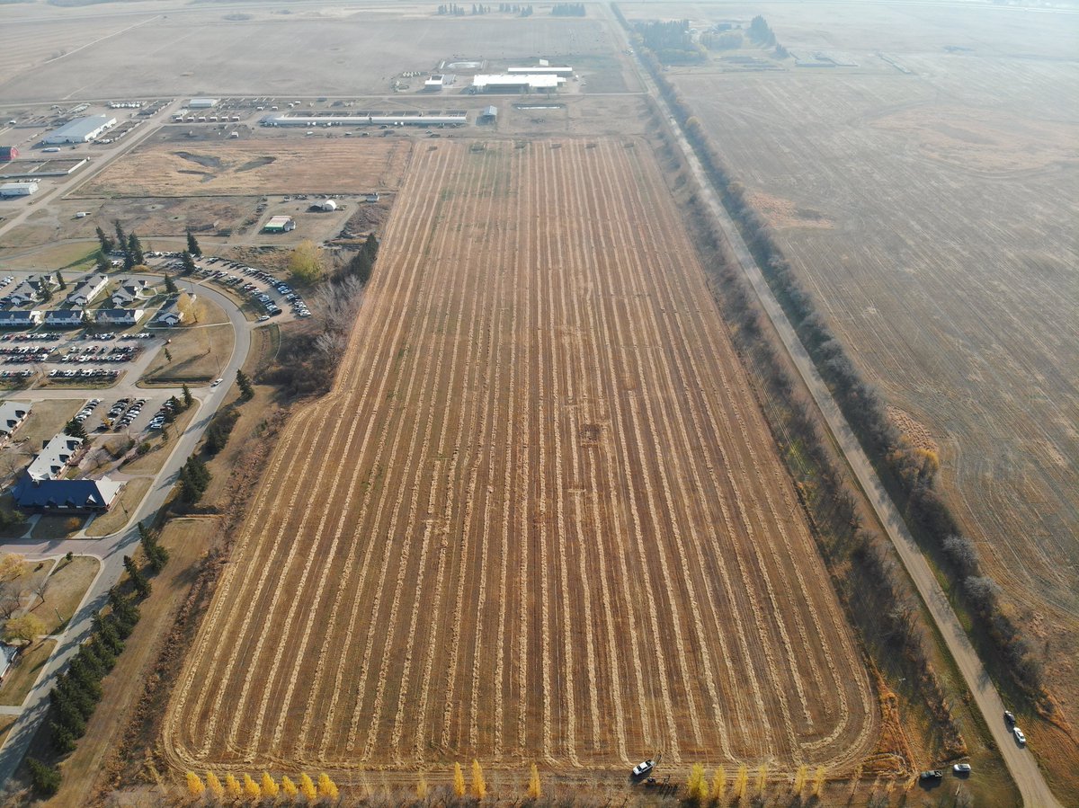 obiohadurunna's tweet photo. The paddocks for #WinterSwathgrazing2 #ForageBlends #Oats @LakelandCollege @LakelandFarm @RDARAlberta @albertabeef @UnionForage @kathy_a_larson @grassncows https://t.co/hYebiVDzeS
