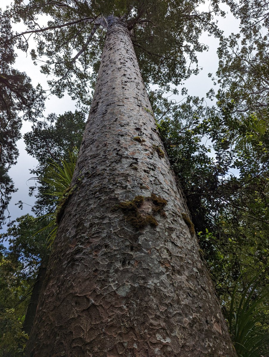 peterdav2000's tweet photo. Today was all about the trees again, with a drive to Waipoua Forest to see some of the largest &amp; oldest trees in the world.
We couldn't do all the walking trails that we wanted due to some of the trails being closed.
We still saw some majestic #kauritrees though #waipouaforest https://t.co/HxVUlk07wX