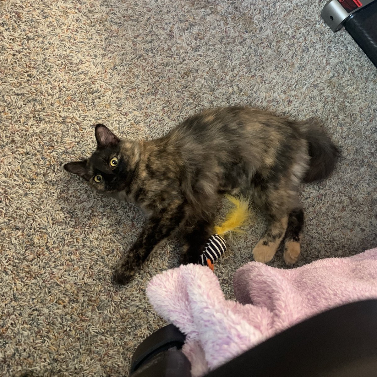 The lawless gaze of a cat who just took the hottest 💩 and then burst into a fit of zoomies with litter still stuck to her paws.