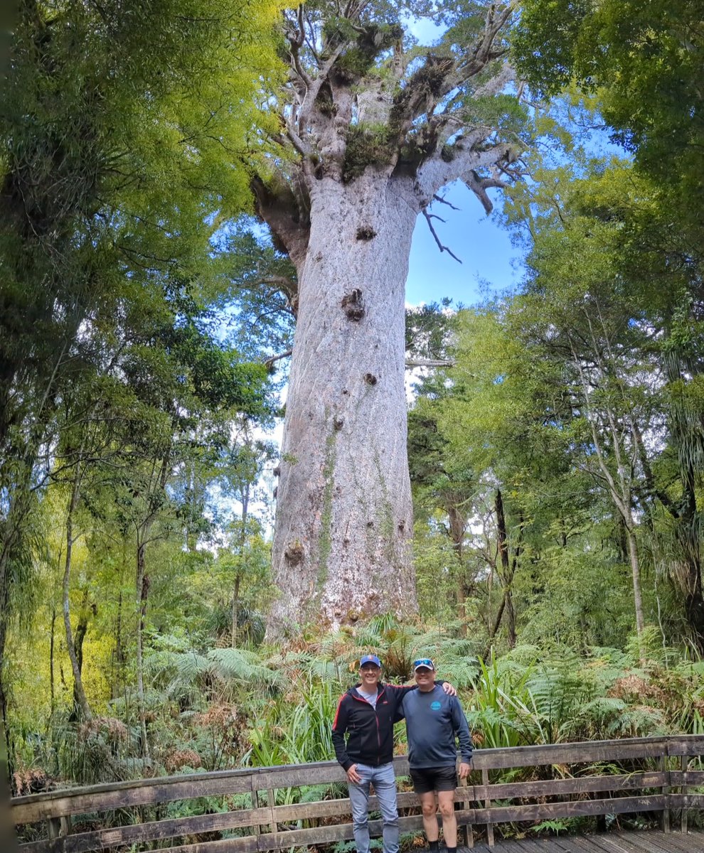 peterdav2000's tweet photo. Today was all about the trees again, with a drive to Waipoua Forest to see some of the largest &amp; oldest trees in the world.
We couldn't do all the walking trails that we wanted due to some of the trails being closed.
We still saw some majestic #kauritrees though #waipouaforest https://t.co/HxVUlk07wX