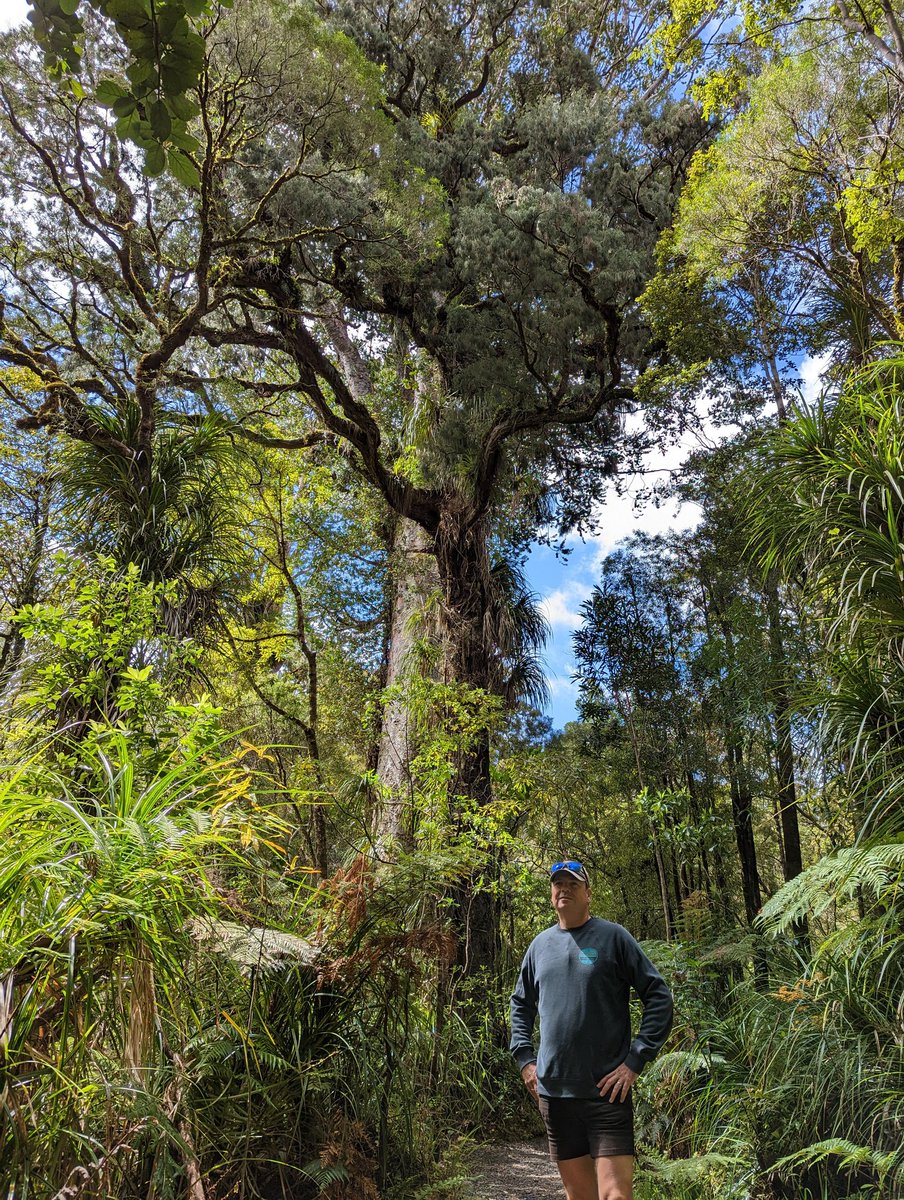 peterdav2000's tweet photo. Today was all about the trees again, with a drive to Waipoua Forest to see some of the largest &amp; oldest trees in the world.
We couldn't do all the walking trails that we wanted due to some of the trails being closed.
We still saw some majestic #kauritrees though #waipouaforest https://t.co/HxVUlk07wX