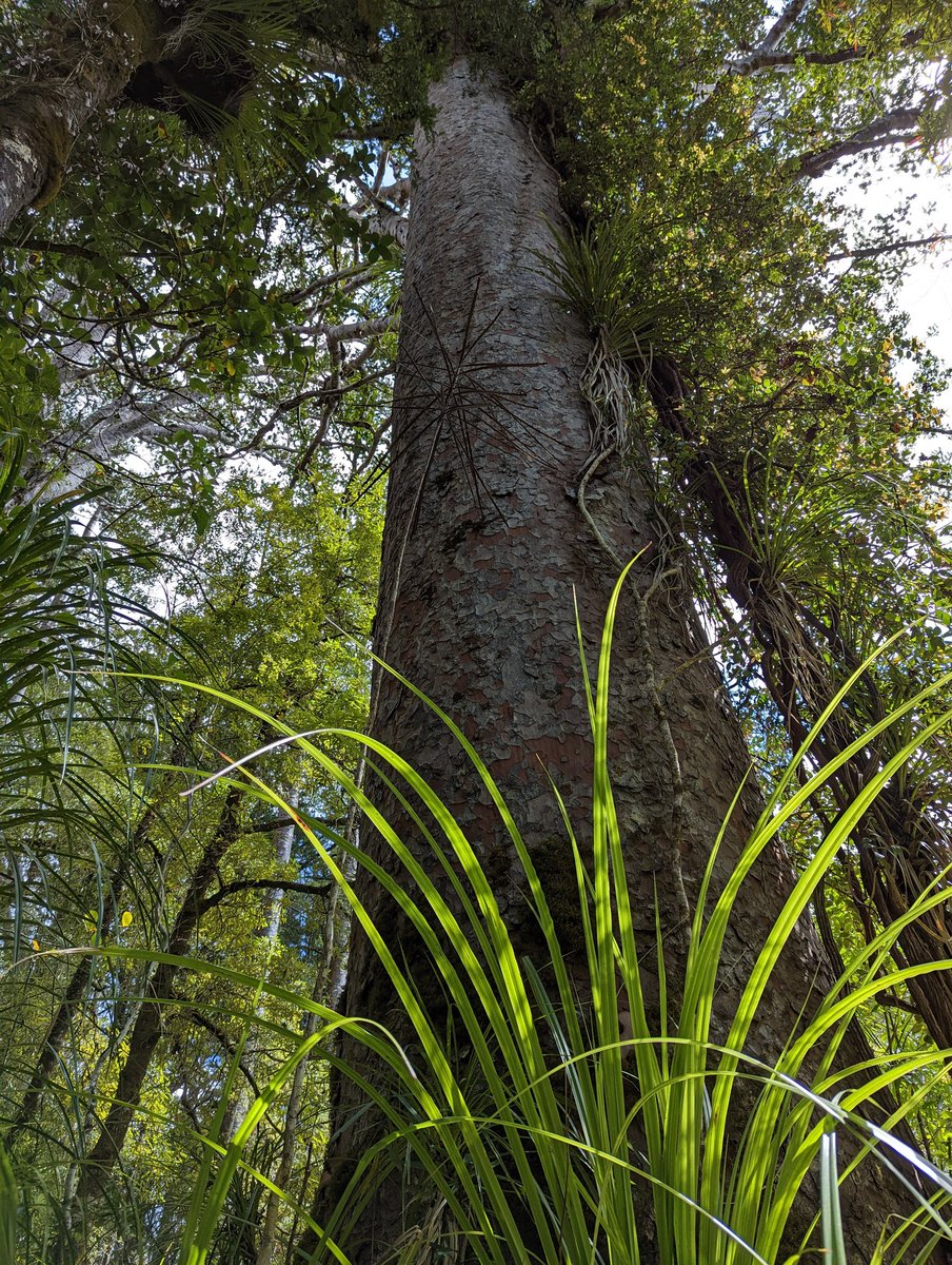 peterdav2000's tweet photo. Today was all about the trees again, with a drive to Waipoua Forest to see some of the largest &amp; oldest trees in the world.
We couldn't do all the walking trails that we wanted due to some of the trails being closed.
We still saw some majestic #kauritrees though #waipouaforest https://t.co/HxVUlk07wX