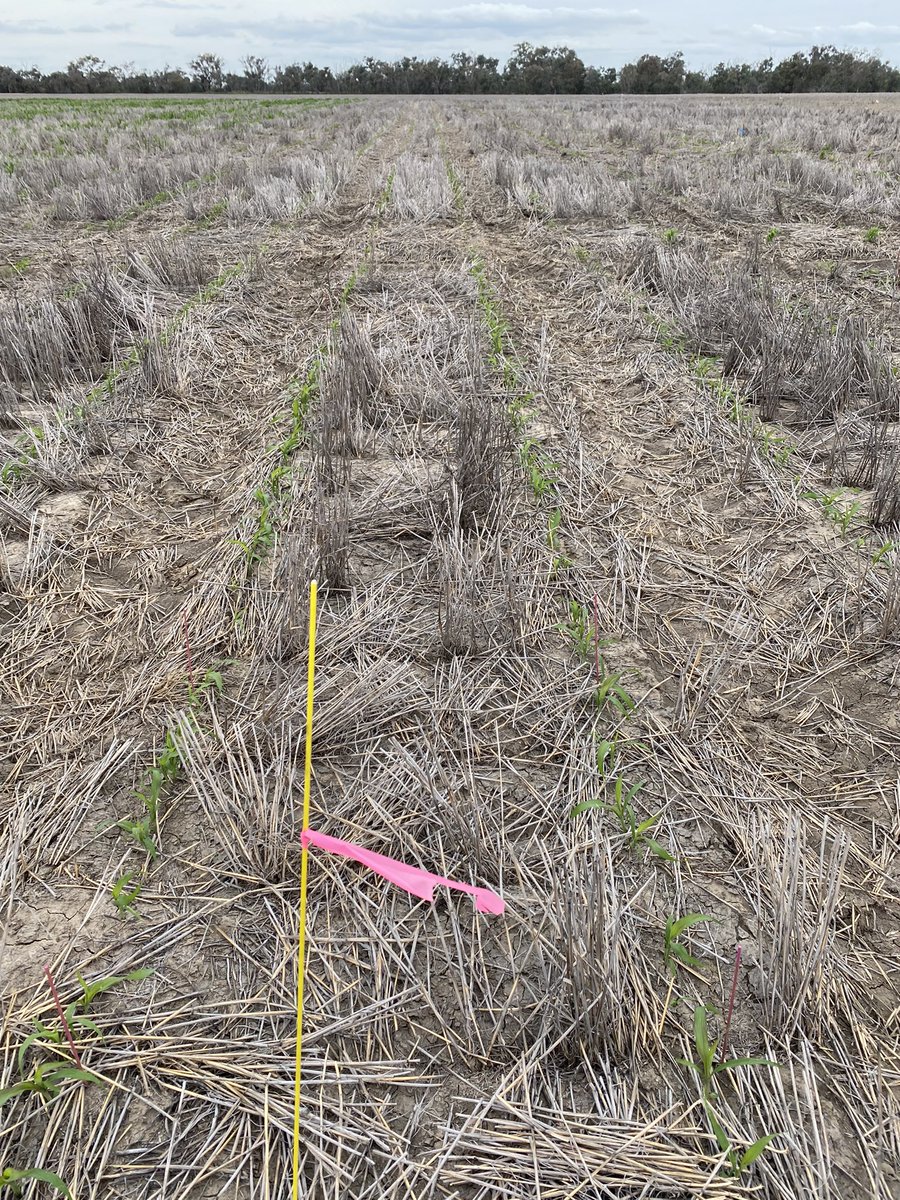 LorettaSerafin's tweet photo. Early sown sorghum trials at Mungindi looking great 😀 (we were fortunate to get a crop out of the ground). 
LHS sown 22 Aug @ 7-8 leaf 
RHS sown 27 Sept @ 3 leaf 
Thanks to @samheagney 
@NSWDPI_AGRONOMY @nswdpi @Queensland_FSR @theGRDC @GRDCNorth https://t.co/GQi0SHd0w9