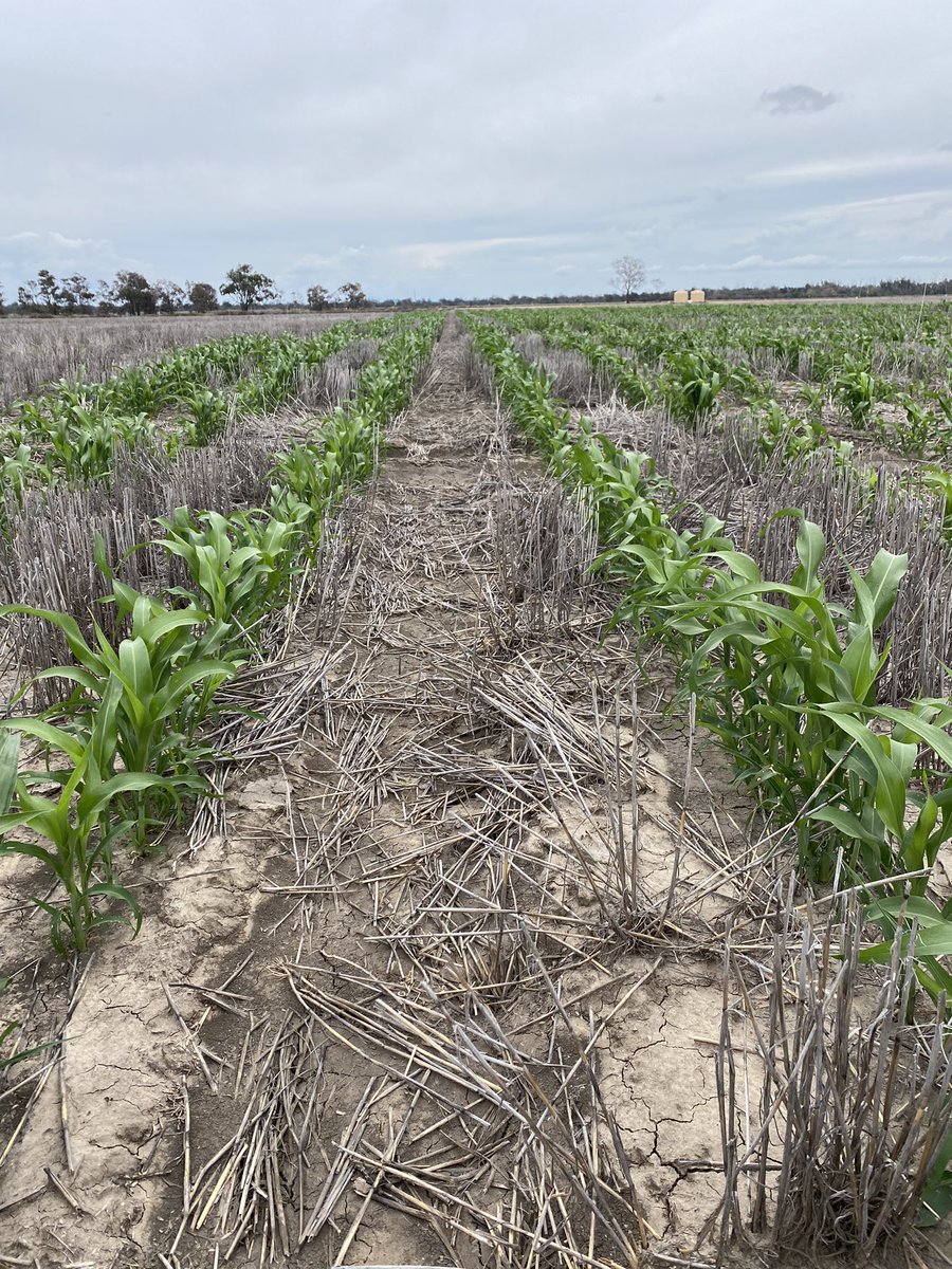 LorettaSerafin's tweet photo. Early sown sorghum trials at Mungindi looking great 😀 (we were fortunate to get a crop out of the ground). 
LHS sown 22 Aug @ 7-8 leaf 
RHS sown 27 Sept @ 3 leaf 
Thanks to @samheagney 
@NSWDPI_AGRONOMY @nswdpi @Queensland_FSR @theGRDC @GRDCNorth https://t.co/GQi0SHd0w9