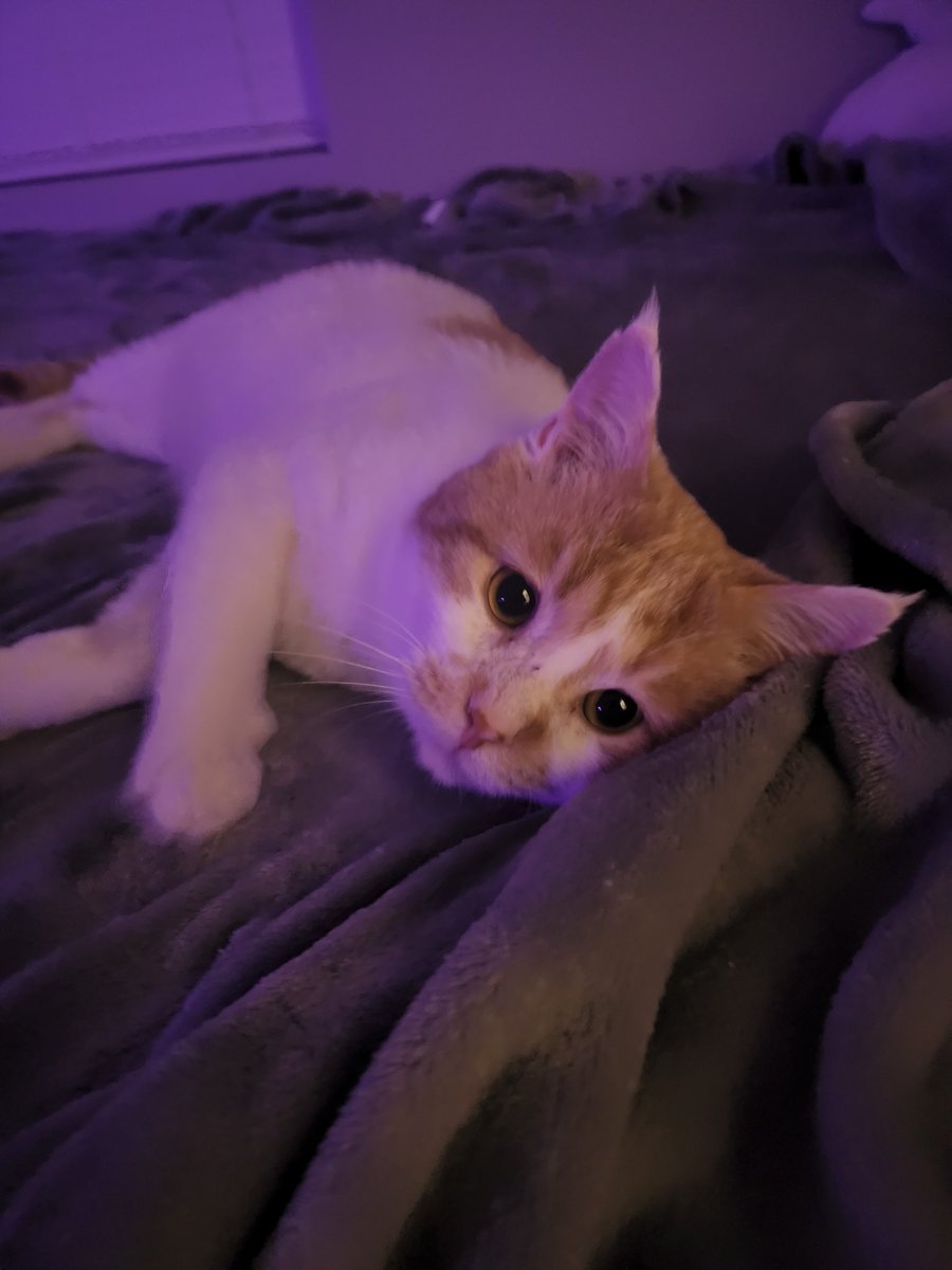 ShrtyLowPockets's tweet photo. I adopted a kitty. Say hello to Oliver. https://t.co/IfwIyBsKeH