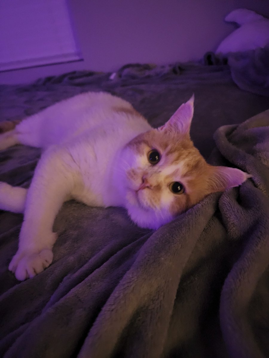 I adopted a kitty. Say hello to Oliver.