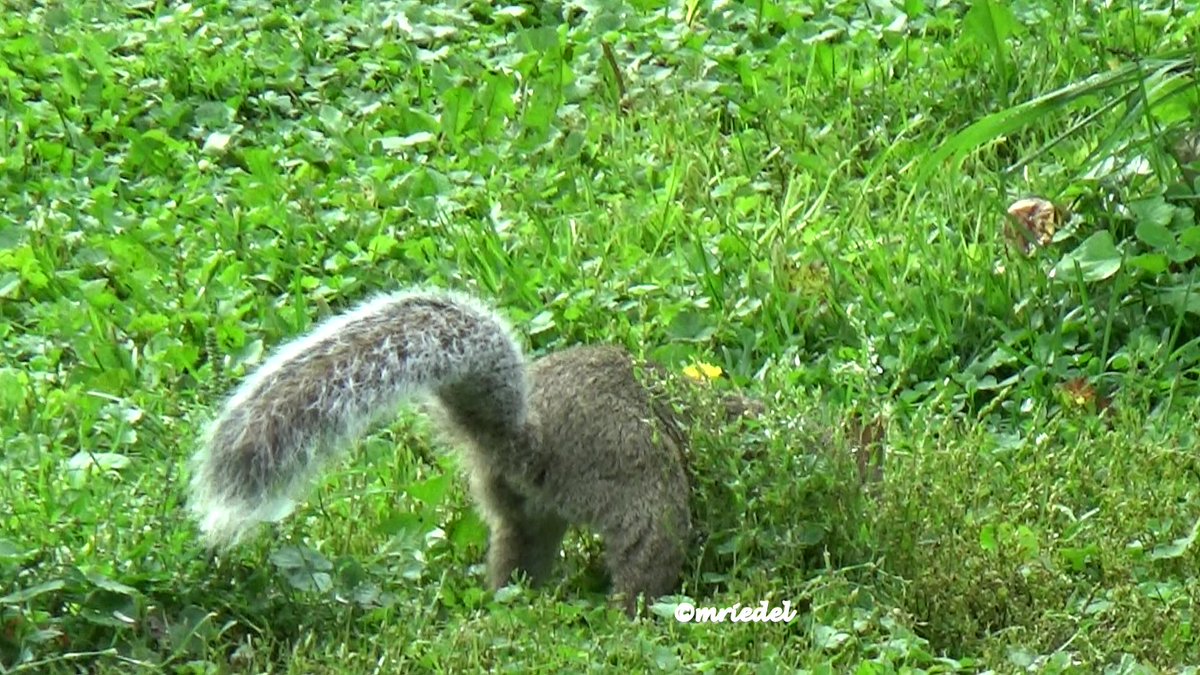 margit_riedel's tweet photo. SORRY BUT LOST SOMETHING #TwitterNatureCommuity ThanksTo @ChinChanMama @Ngkz_Ishichan @posipopo @nao_kagura_ @R7dqZb @D385658044 @yuka_yururi @cocopiyo @fuwamoko_neko @Marcobabaji11 @MASA8194610 @sirakamimikado @UCj1gVnFOiHtavC @Cheap_Trick_ @HtdMek @MASA8194610 @5ihixZbc7QHideS https://t.co/TRay3x02kE