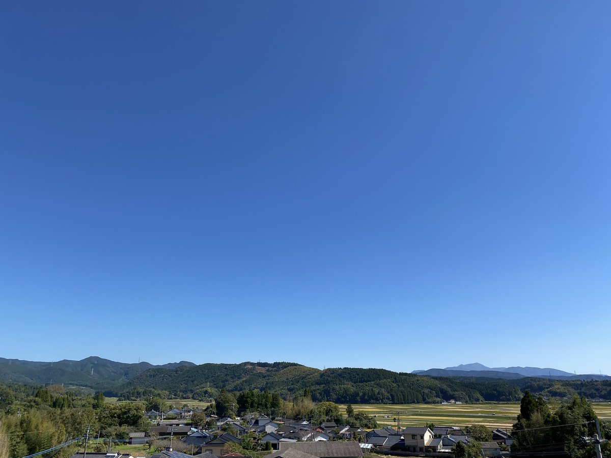 ピュアライトゴリラ tweet media
