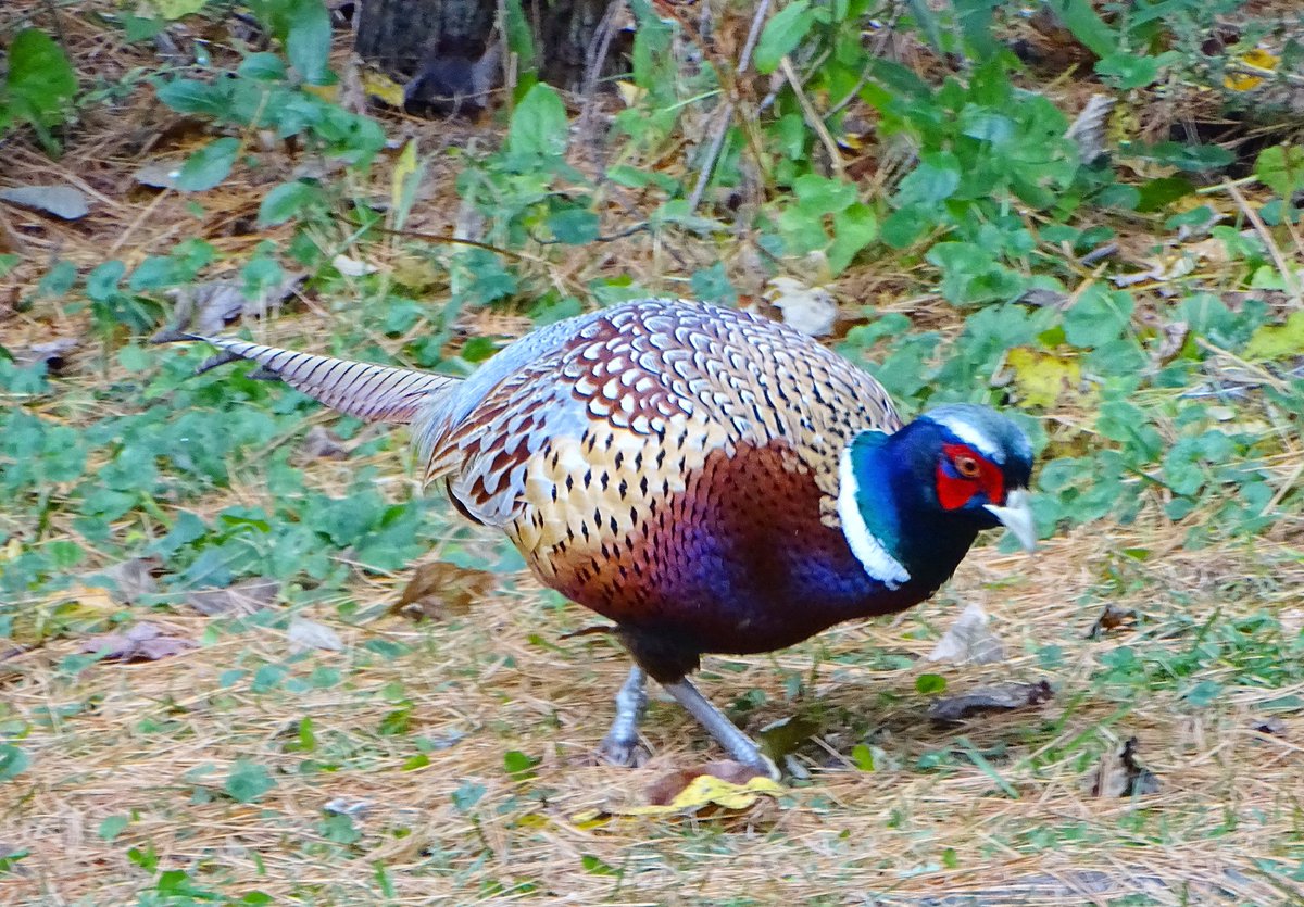 yanneyboy1's tweet photo. Good old Mr. Gorgeous wandering on the property...
#ringneckpheasant https://t.co/ybEQQFj37B