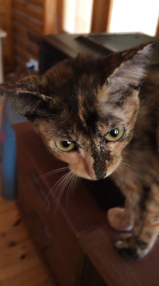 sqalaaaa's tweet photo. When I found you, you were in bad shape. You had a broken hip and in critical heatstroke. Your body were infested with parasites. You fought them all when were less than six months old, you were the champion. https://t.co/kOiHci1UQD